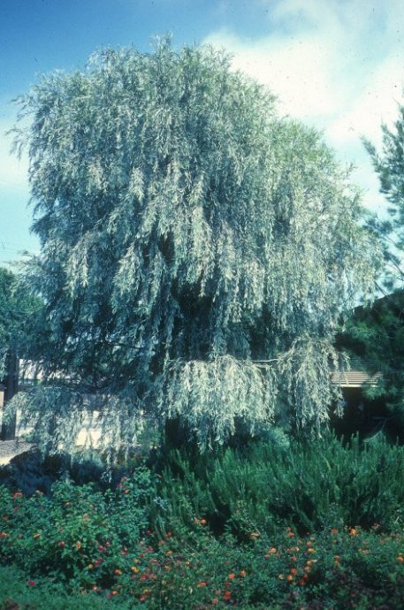 Plant photo of: Acacia pendula