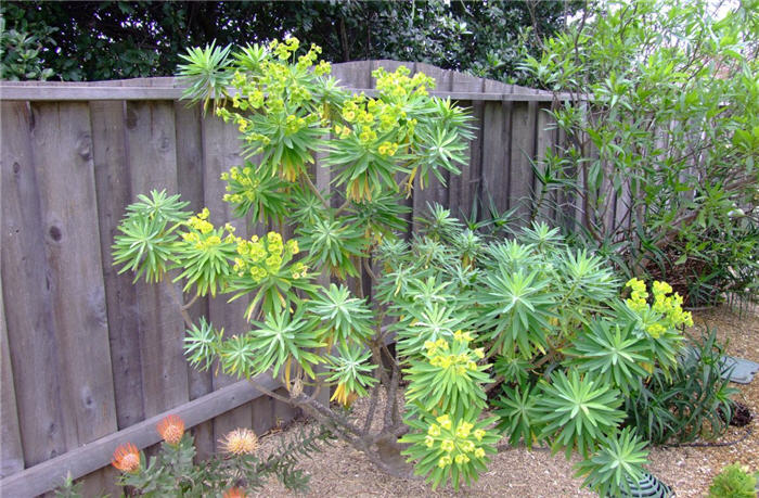 Plant photo of: Euphorbia characias
