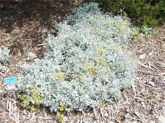 Plant photo of: Eriogonum crocatum