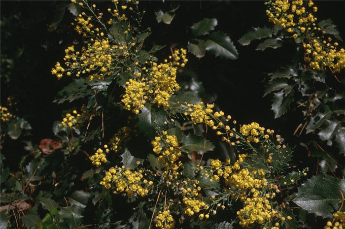 Plant photo of: Berbeis 'Golden Abundance'