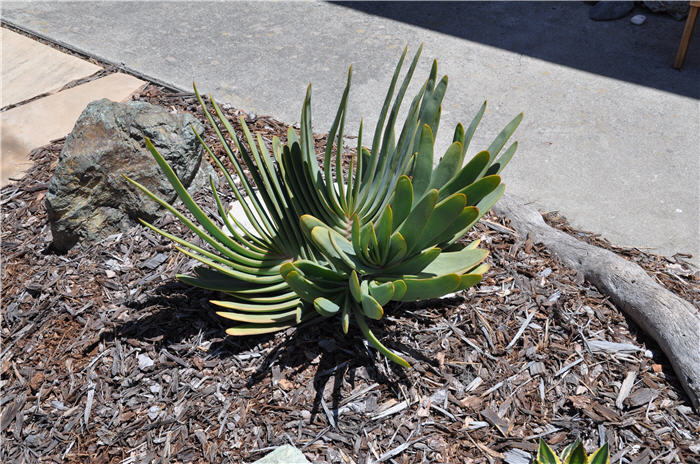 Plant photo of: Aloe plicatilis