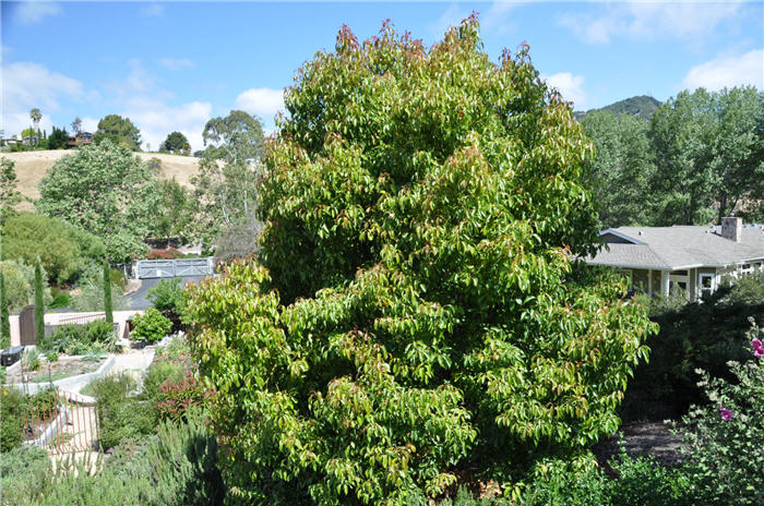 Plant photo of: Cinnamomum camphora