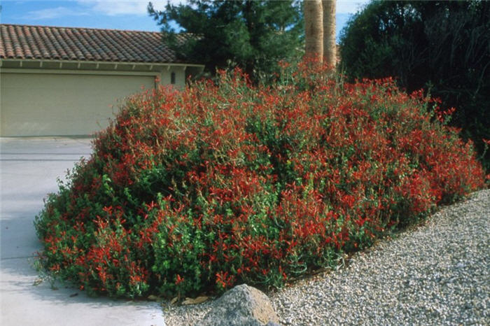 Plant photo of: Justicia californica