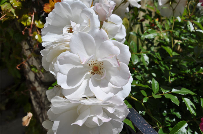 Plant photo of: Rosa 'Iceberg'