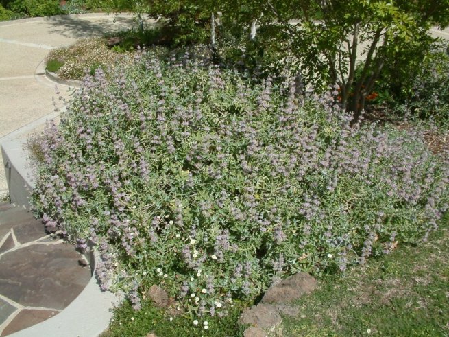 Plant photo of: Salvia leucophylla 'Point Sal Spreader'