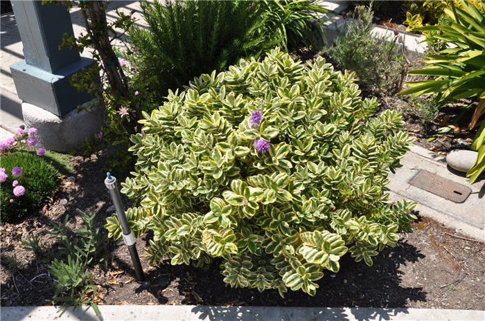 Plant photo of: Hebe 'Variegated Purple'