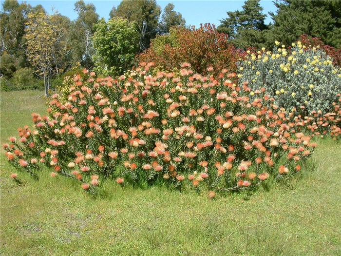 Plant photo of: Leucospermum cordifolium