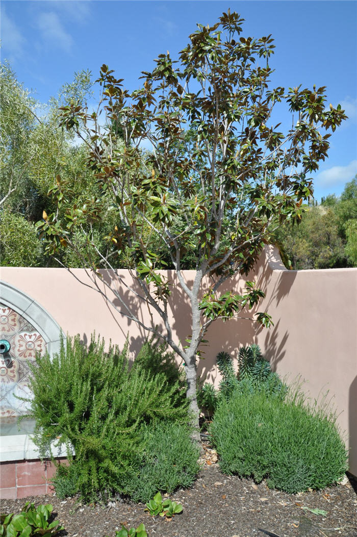Plant photo of: Magnolia grandiflora 'Little Gem'