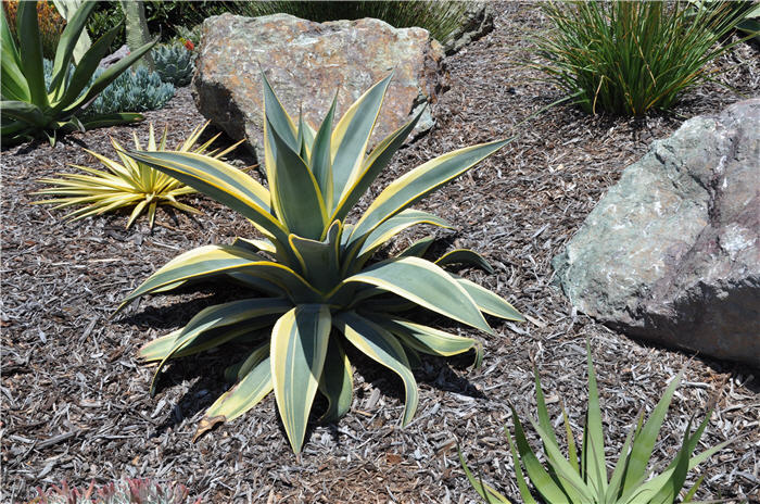 Plant photo of: Agave weberi 'Arizona Star'