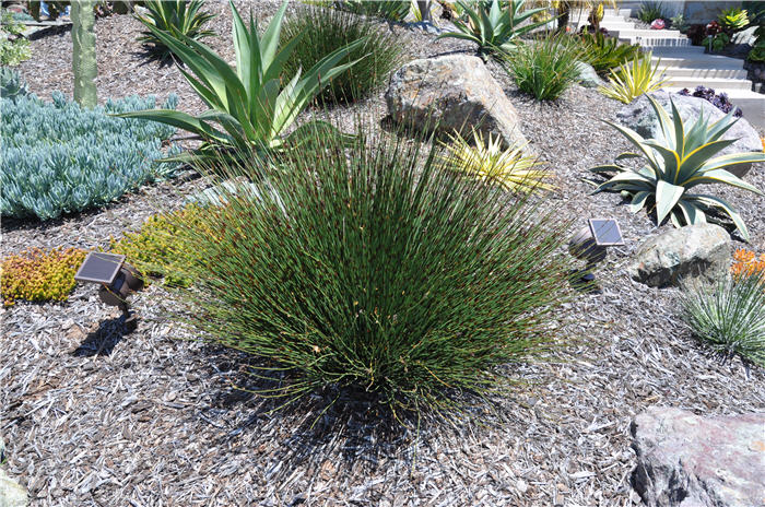 Plant photo of: Chondropetalum tectorum 'El Campo'
