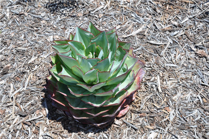 Plant photo of: Echeveria hybrids