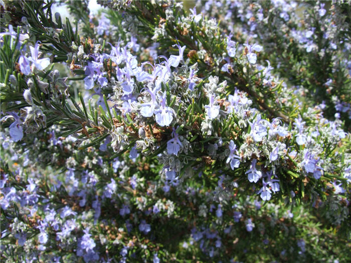 Plant photo of: Rosmarinus officinalis 'Tuscan Blue'