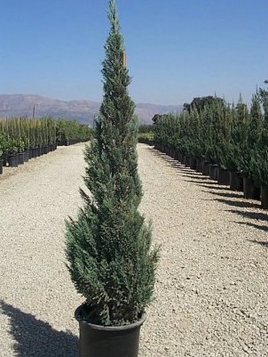 Plant photo of: Juniperus chinensis 'Blue Point'