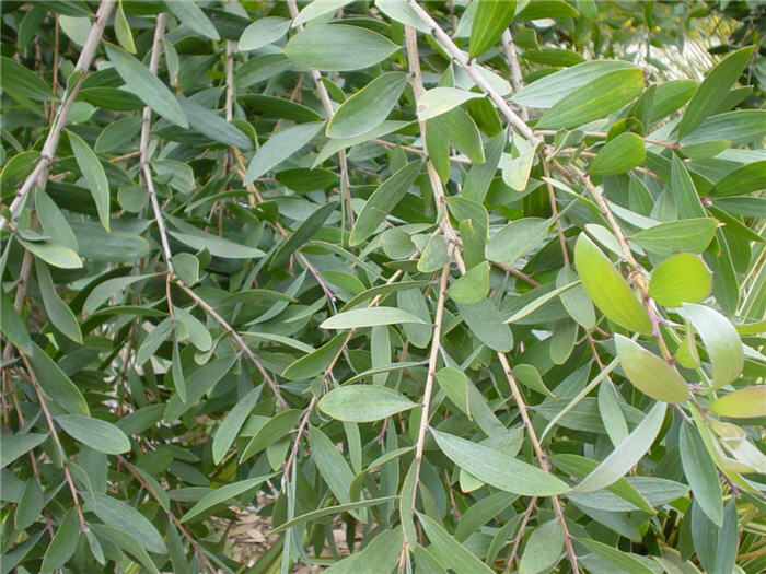 Plant photo of: Melaleuca quinquenervia