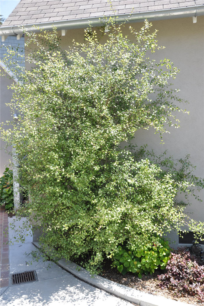 Plant photo of: Pittosporum tenuifolium
