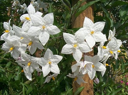Plant photo of: Solanum laxum