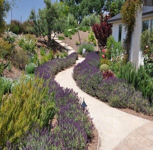 Lavender Lane Garden