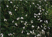 Verbena peruviana 'White'