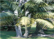 Kentia Palm, Paradise Palm