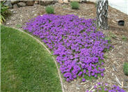 Verbena peruviana 'Homestead Purple'