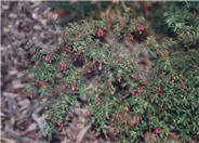 Thyme Leafed Fuchsia