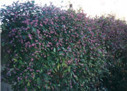 Pink Lilac Vine
