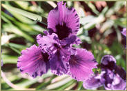 Lavender Blue  Iris