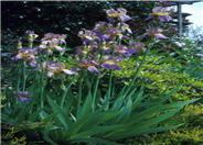 Iris Bearded Hybrids