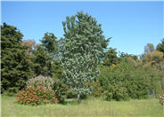 Leucadendron argenteum
