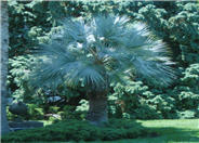 Mexican Blue Palm, Blue Hesper Palm