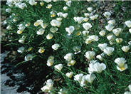 White California Poppy