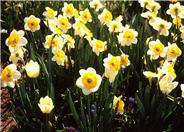 Narcissus 'Stratavarus'