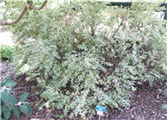 Myrtus communis 'Variegata'