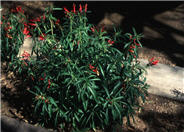 Red Mexican Lobelia