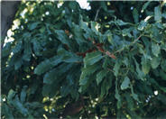 Macadamia hybrida