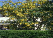 Goldenchain Tree