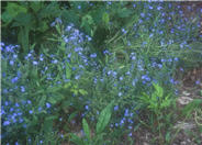 Chinese Forget-me-not