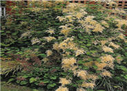 Holodiscus discolor