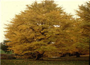 Autumn Gold Maidenhair Tree