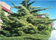 Juniperus chinensis 'Kaizuka'