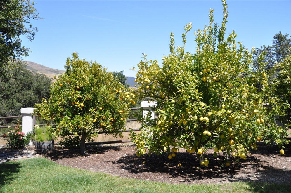 Citrus Orchard