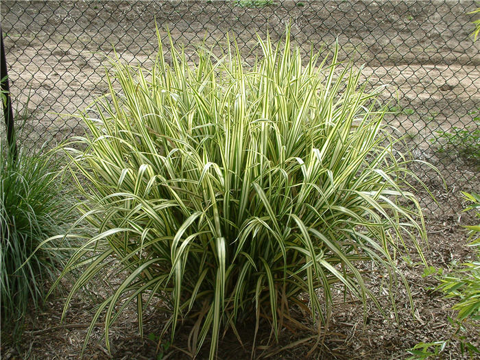 Plant photo of: Phormium cultivars